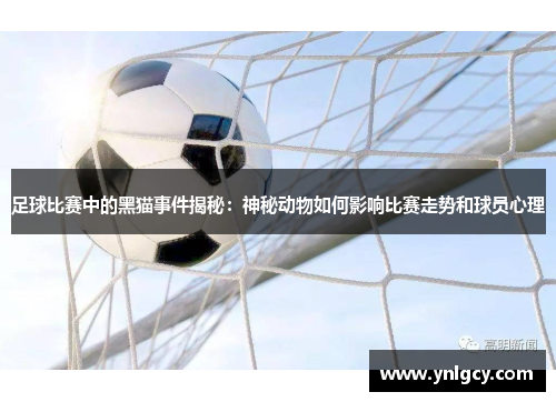 足球比赛中的黑猫事件揭秘：神秘动物如何影响比赛走势和球员心理